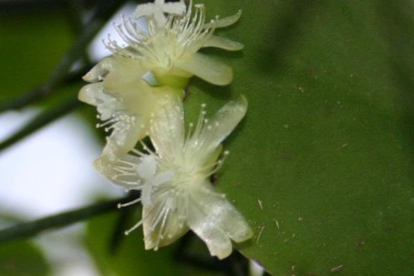 http://www.cloudjungle.com/CloudJungle/Cactaceae/rhipsalis/rhipsalis pachyptera flower.jpg